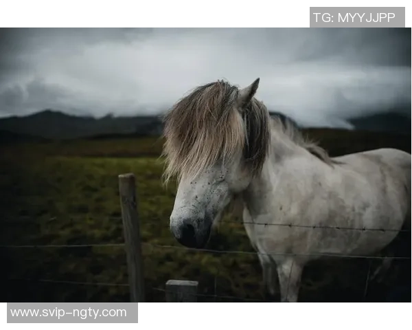 足球欧莱欧莱欧莱带你领略激情四射的绿茵场景与精彩绝伦的比赛瞬间